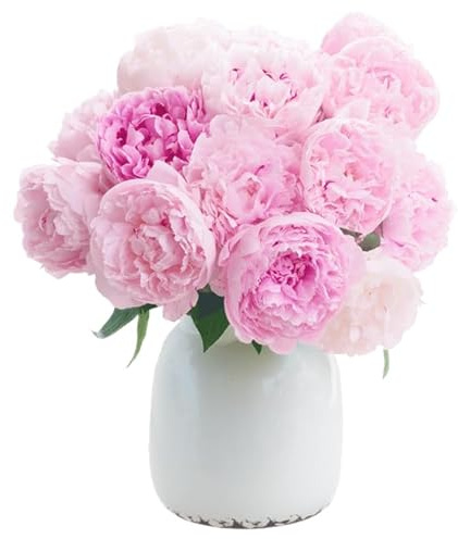 Blume Ideal Blumenstrauß | 15 Pfingstrosen | Ø 40–50 cm | Echte Pfingstrosen für Geburtstag & Deko | 7 Tage Frischegarantie | In verschiedenen Farben und Mengen