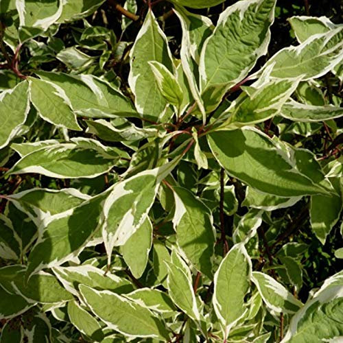 Weißbunter Hartriegel Elegantissima weiß grünes geflecktes Laub ca. 40-60 cm Zierstrauch im 3 Liter Topf