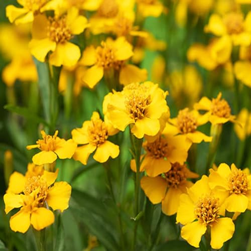 50 Mexican Tarragon Seeds (Tagettes lucida) - reproducible peasant seeds - SemiSauvage