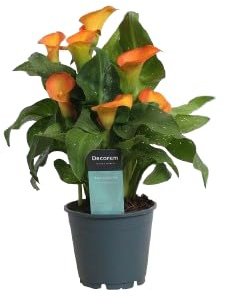 Cala Natural Planta con Flores Mix Color Ideal para Exterior