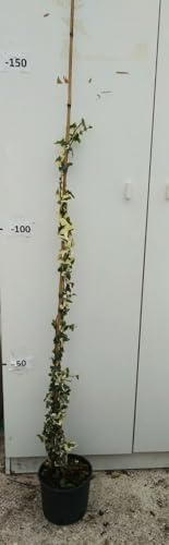 PIANTA DI EDERA HELIX ORO DI BOGLIASCO ALTEZZA 80/100 cm (foto reale) IN VASO.