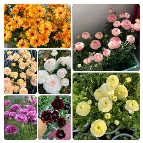 ranúnculo decorativa Cubresuelos resistentes jardín balcón verdes jardín 22bulbos