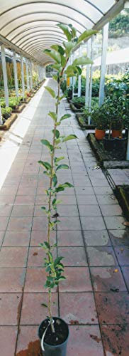 Pianta di mele Albero Granny Smith - Imballaggio speciale protettivo