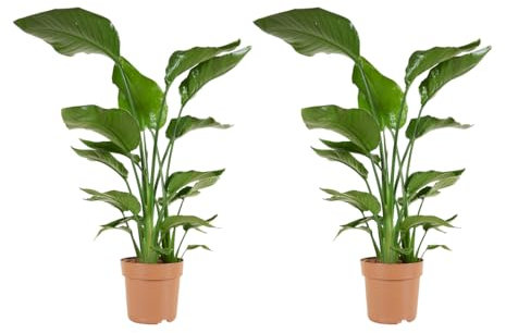 Bloomique - 2er Set - Strelitzia Nicolai - Strelitzie Pflanze - Paradiesvogel Pflanze - Paradiesvogelblume - Zimmerpflanzen Groß - Grünpflanzen Luftreinigend - Höhe 70-80 cm - Topf 17 cm