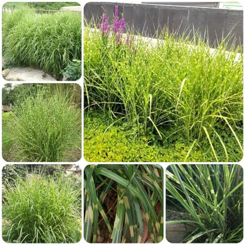 Zebragras, Miscanthus sinensis, seltene kübelpflanzen ziergras balkonpflanzen winterhart mehrjährig 100Samen