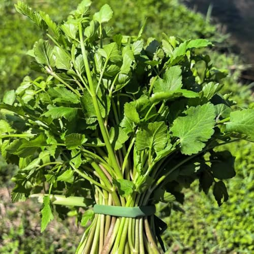 cultivo de berros de jardín invierno semillas berro invierno, Variedades hortalizas tradicionales,s y silvestres, exóticas 600semillas