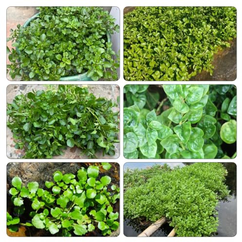 semi di crescione - decorazioni per esterni d'appartamento esotiche giardino, resistenti, longeve orticole balcone in vaso 250pcs