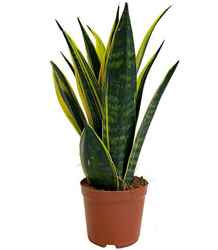 Sansevieria goldene Flamme Pflanze für Zuhause oder das Büro (30-40cm mit Topf)