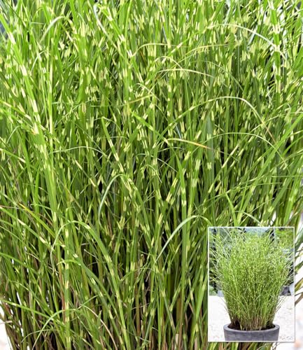 BALDUR Garten 1x Zebragras Miscanthus Strictus Dwarf im XL-Topf