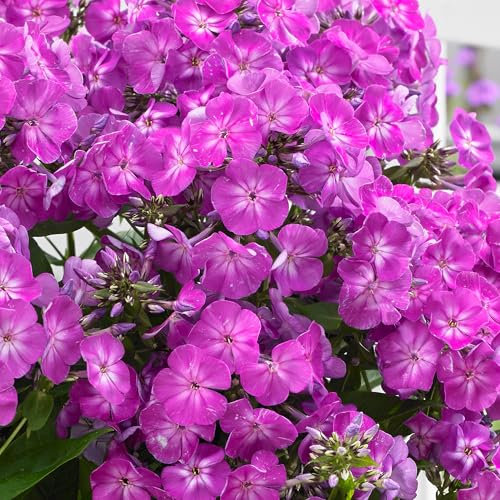Phlox Famous Purple - Fragrant Hardy Perennial for Gardens - Summer Flowering Plant with Vivid Purple Blooms in Pot (9cm Pot, 10-20cm)