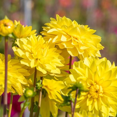 Dahlie American Sun | 1 Stück | Knolle | Schnittblume | Gelb | 100% Blütegarantie | QFB Gardening