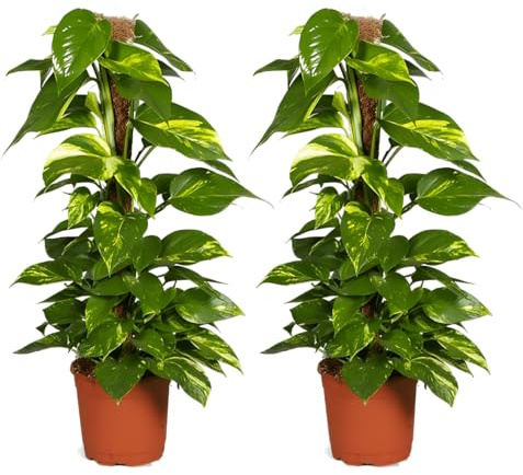 Efeutute am Moosstab | 2er-Set | Epipremnum Aureum | ca. 50-60 cm | ø 12-15 cm Topf | Pflegeleichte Zimmerpflanzen für Wohnung und Büro | Qualität vom Pflanzen Profi | Ideale Raumbegrünung