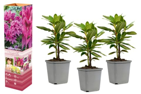 Rhododendron Mischung winterharte Rhododendren 20–38 cm im 9 cm Topf immergrüne Blütensträucher für Garten und Schattenbeet (3, 'Cosmopolitan' - Lila)