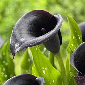 Calla Lily Night Cap (2 bulb) Ideal for Pots and Planters, Cut Flowers