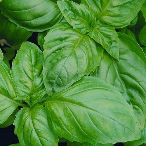 Semillas Albahaca Italiana Clásica para Cultivar en el Hogar