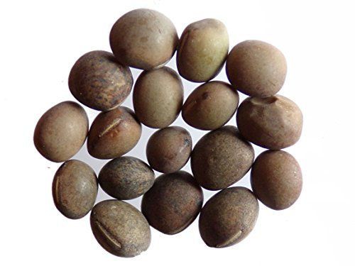 Vesce Commune - 100 grammes - Vicia Sativa L. (Engrais Vert) SEM05