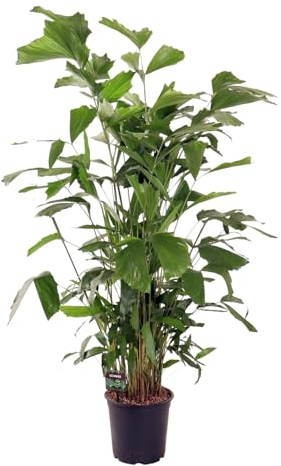 Trendyplants - Caryota Mitis - Palmier en queue de poisson - Plante d'intérieur - Hauteur 130-150 cm - Taille du pot Ø24cm