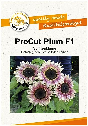Blumensamen ProCut Plum F1 Sonnenblume Portion