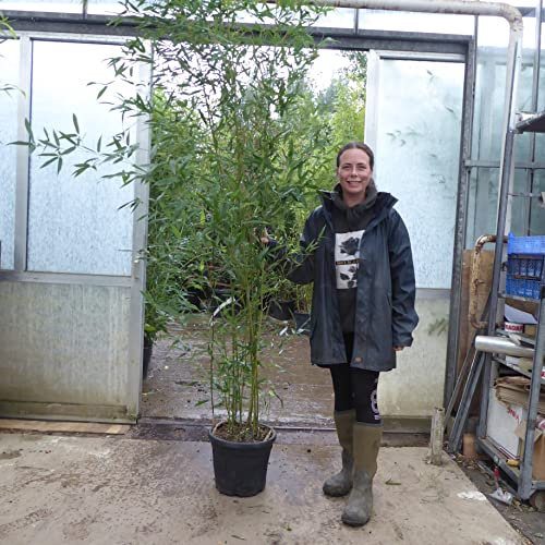 Large Bamboo Plants - Bamboo Phyllostachys Bissetti. 175/200cm Tall 18 Litre Pot