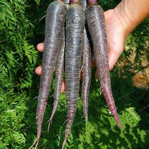 Semi: 50 Pezzi di Verdure della Frutta Bonsai Drago Viola Bonsai Ginseng Nutriente Bonsai Bonsai per la casa Giardino: 3