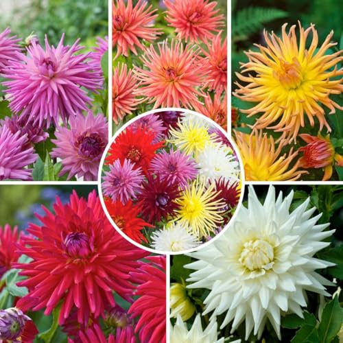 Plant in a Box - Mélange de dahlias cactus - 5 tubercules de dahlia - Mélange coloré de dahlias cactus - Floraison estivale pour massifs