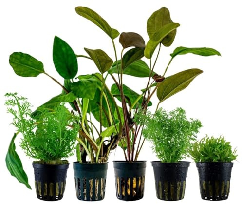AquaOne Aquarium Pflanzen Pogostemon Limnophila Set mit 5 Aquariumpflanzen | 5X Wasserpflanzen, Einsteiger Aquarienpflanzen, Echinodorus Ceratopteris