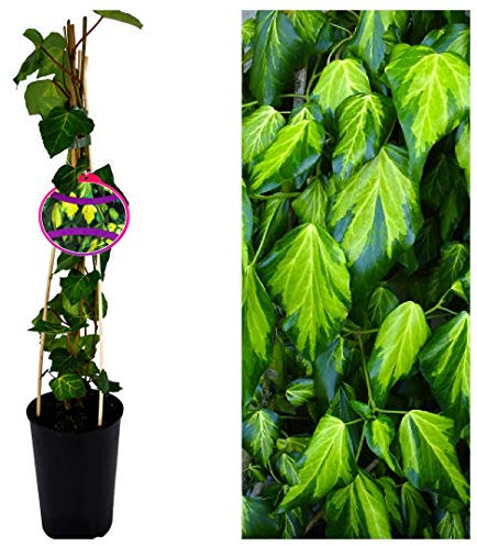 Climbing Ivy Plant 'Sulphur Heart' Around 60cm in Height - Ivy Plant to Climb in The Garden