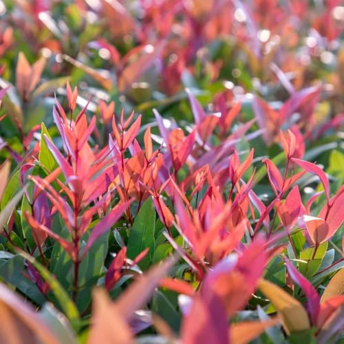 Semillas de Photinia de petirrojo rojo - decoraciones jardín para exteriores balcón jardín arbustos extraño arbustos en flor, resistentes regalos para jardineros orgánico 700pcs