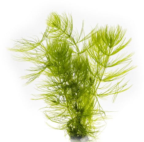 Hornkraut, 1 Portion Hornblatt, Ceratophyllum demersum, Wasserpflanze für Urzeitkrebse Becken, Teich und Aquarium, anspruchslos und schnellwüchsig