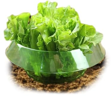 Schneckenkragen, 15 Stück Schneckenschutzringe, Effektiver Schneckenschutz für Salat und Kohl, Schneckenkragen aus Robustem Kunststoff, Wiederwendbare Schneckenabwehr für Gartenpflanzen