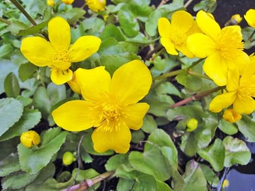 3x Sumpfdotterblume | Caltha palustris| Wasserpflanze | Teichpflanze | winterhart | echte europäische Sumpfdotterblume | blüht zweimal im Jahr | Mini Teich geeignet