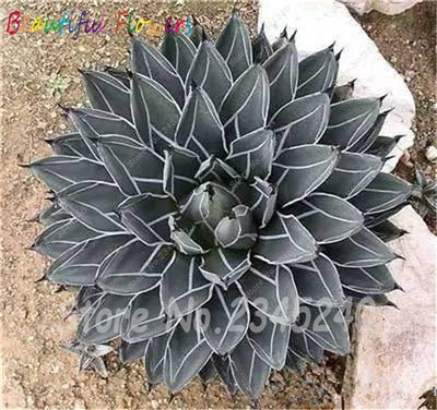Bloom Green Co. 100 Stück/Sacchetto Semi di Aloe Kaktus Agave, Piante succulente Seltene Bonsai Semi Agave-Americana Vaso Agave Piante per Il Giardino Domestico: 1