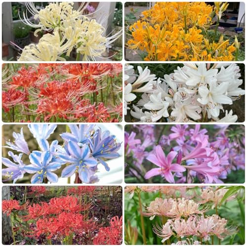 9Bulbos de lirio araña - lycoris radiata - acónito de invierno, para balcón, comprar de sangre, invierno acónitos resistente perenne