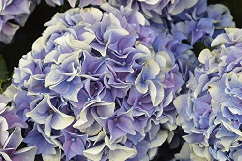 Hydrangea macrophylla 'Early Blue' 15cm Pot Size