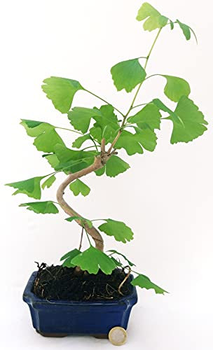 POWERS TO FLOWERS - GINGO BILOBA BONSAI, Pianta vera
