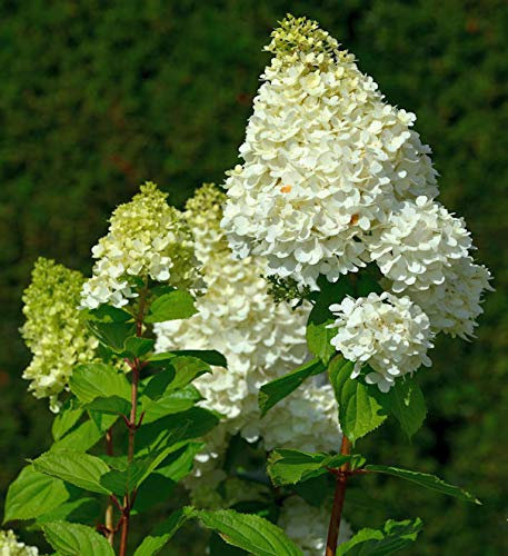 Rispenhortensie Magical Moonlight 40-60cm - Hydrangea paniculata - lebende Gartenpflanze aus den Baumschulen
