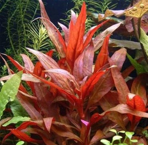 35 Plantas Rojas - Plantas Naturales para acuarios