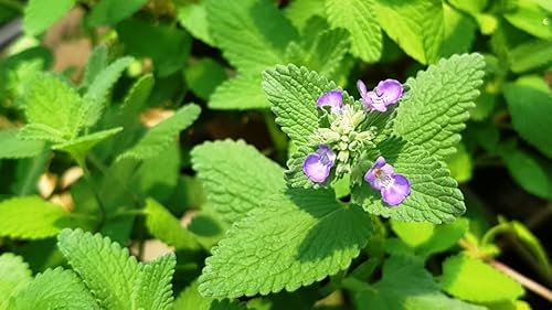 ERBA GATTA NR.300 SEMI