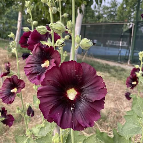 semi di malvarosa perenne resistente, malvarosa rare, decorazione soggiorno to perenni resistenti all'esterno 1200pcs