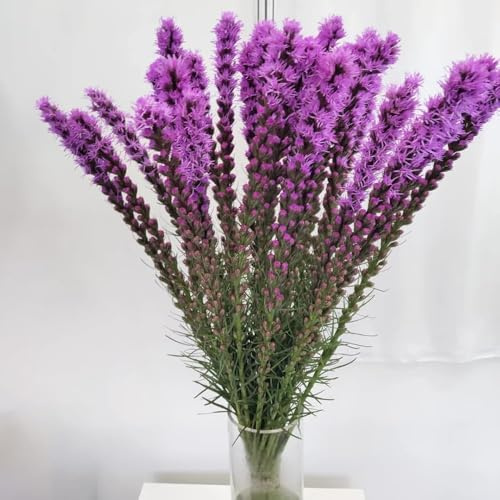 semillas de espuela de caballero balcón 60pcs