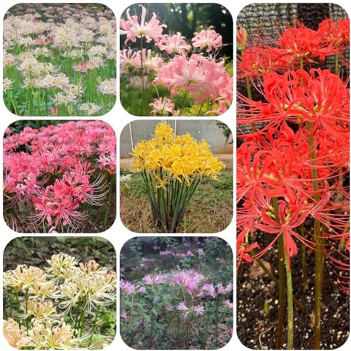 comprar bulbos de sangre, decorativas lirio araña, resistentes para el jardín exterior regalos para los amantes 5pcs