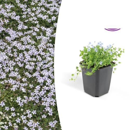 Isotoma fluviatilis | 48 Stück - 10-25cm - Ø9cm - Gartenpflanze