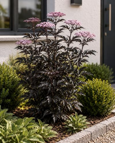Säulen-Holunder 'Black Tower' 40–60 cm – Sambucus nigra 'Black Tower' – Dunkellaubiger Zierholunder mit schwarzrotem Laub, rosa Blüten, bienenfreundlich, winterhart, schmal wachsend für Garten & Kübel
