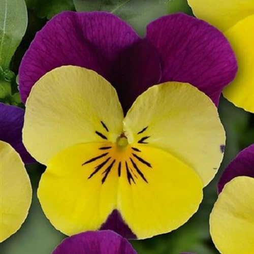 Helza Stiefmütterchen Twix Power Yellow Purple F1, Power Gelb Lila F1, Holländische Veilchen, 200 stück, Blumensamen für Garten und Balkon, Pflanzensamen, Saatgut von Kulturpflanzen