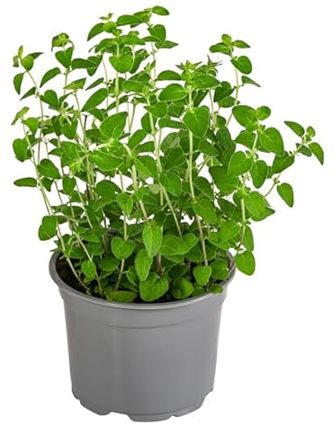 Orégano Planta Natural DECOALIVE Planta Aromática