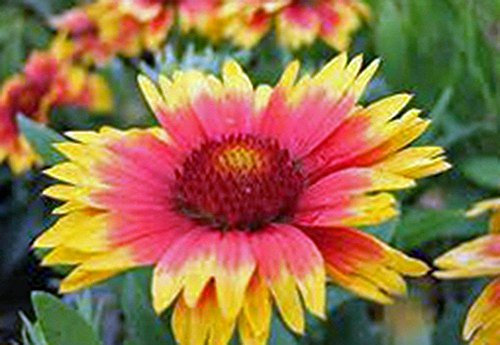 Gaillardia Kokardenblume, 25+ Samen Bio, Schöne helle große Schnittblume