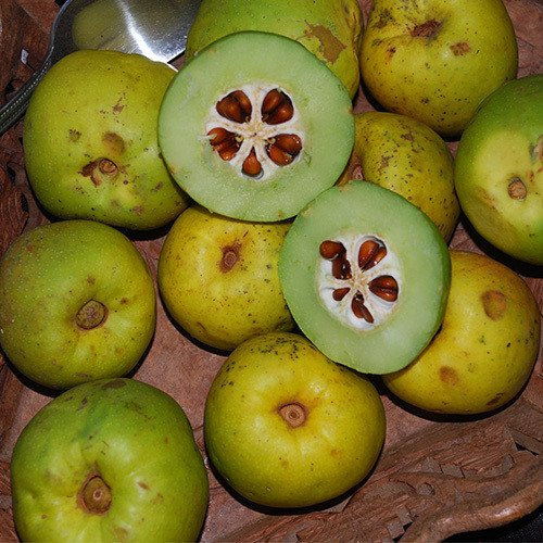 Graines d'arbre de cognassier japonais Chaenomeles japonica: PAQUET DE 100 GRAINES