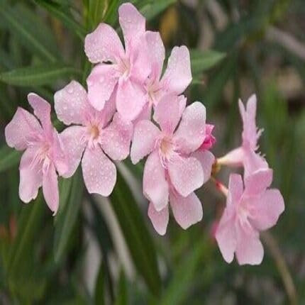 100pcs Fresh Pink Oleander Flower Seeds
