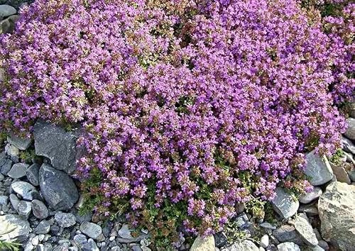 30.000 Samen Sand-Thymian, Feld-Thymian, Bodendecker mit kissenartigem Wuchs,