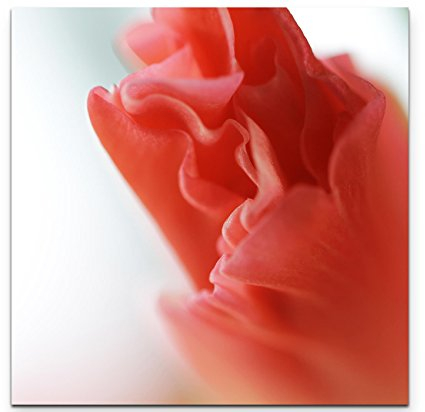 Paul Sinus Art Leinwandbilder | Bilder Leinwand 60x60cm Gladiole – Nahaufnahme